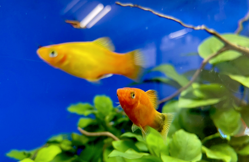 青い背景の水槽を泳ぐオレンジ色の熱帯魚と水草