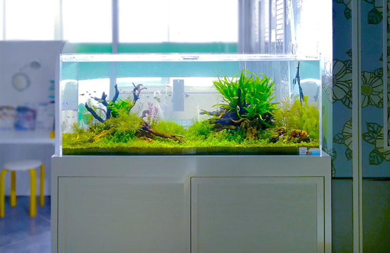 神奈川県 眼科クリニック様 120cm水草水槽 販売・メンテナンス事例 その後 水槽画像1