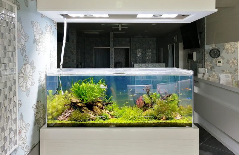 神奈川県 眼科クリニック様 120cm水草水槽 販売・メンテナンス事例 その後 水槽画像3