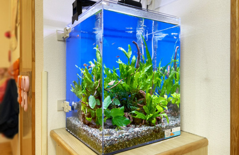 東京都 つくし保育園様 30cm淡水魚水槽 レンタル事例 水槽画像1
