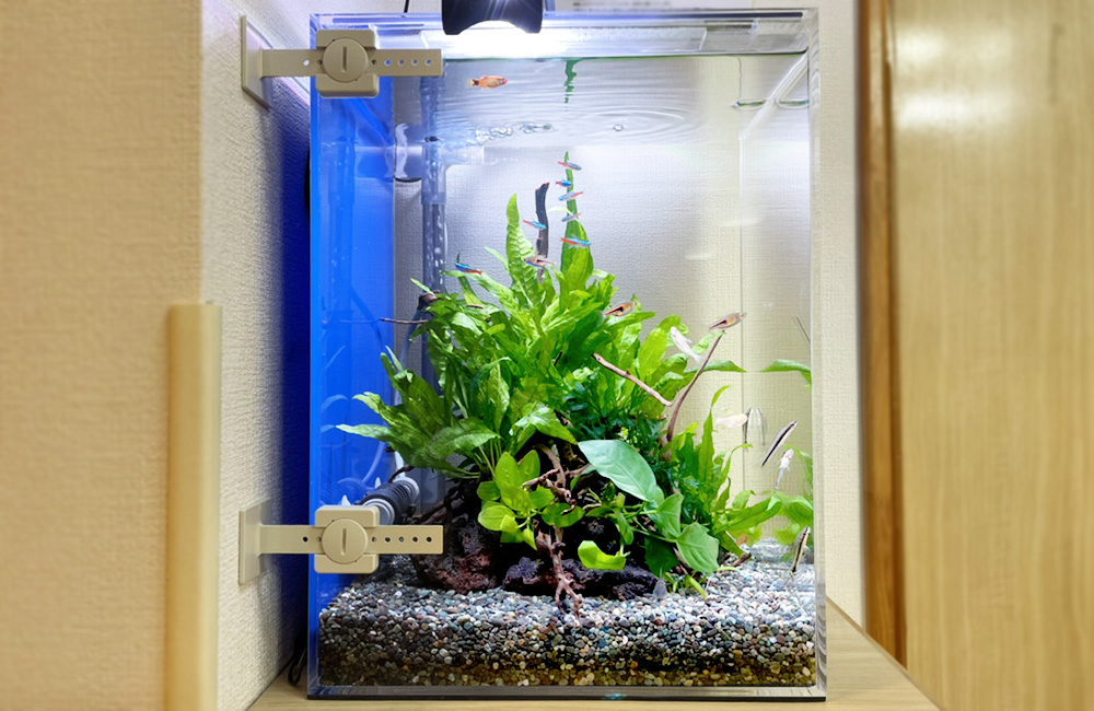水草とネオンテトラの仲間が泳ぐ小型水槽のレイアウト
