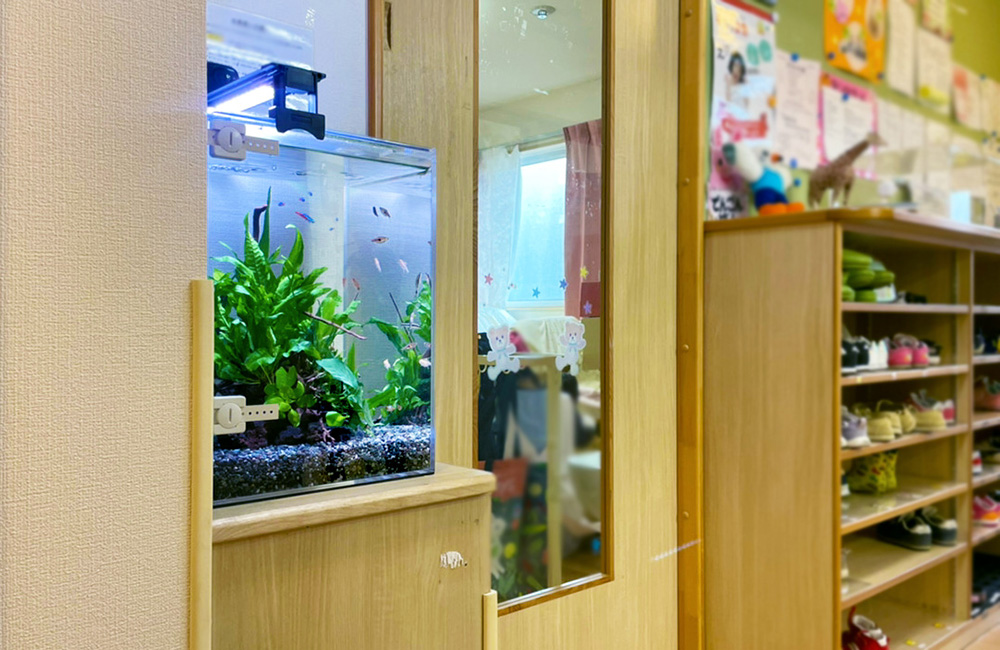 保育園の靴箱に設置された小型水槽と泳ぐネオンテトラの仲間