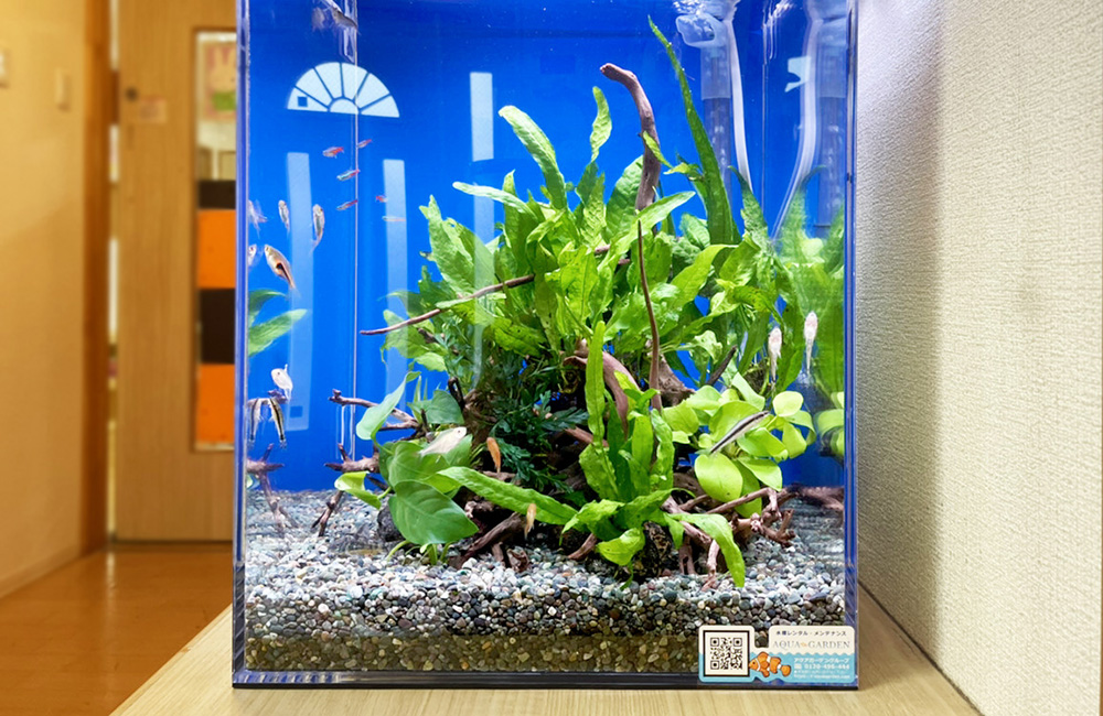 青い背景に水草と流木を配置した小型水槽のレイアウト