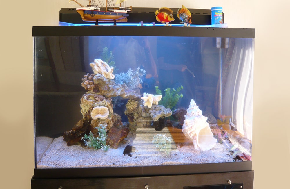 サンゴ岩と大きな貝殻を配置した海水魚用水槽のレイアウト