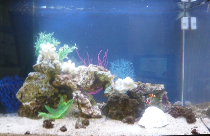 神奈川県 個人宅　お客様の水槽をメンテナンス管理しています　90cm海水魚水槽 水槽画像３