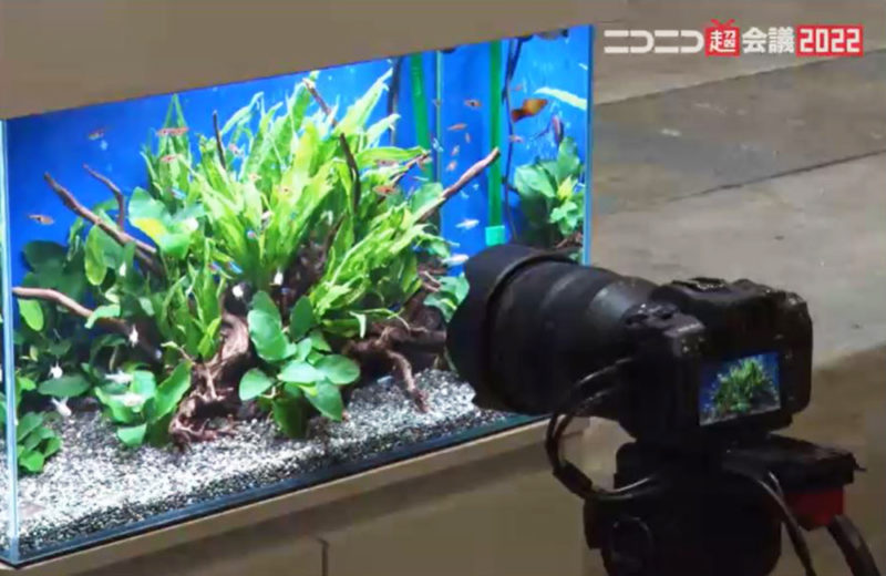 千葉県 ニコニコ超会議様 イベント 60cm淡水魚水槽 短期レンタル事例 水槽画像2