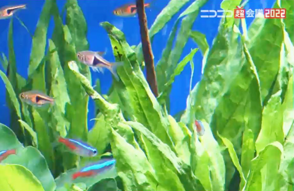 水草の間を泳ぐネオンテトラの仲間と小型熱帯魚群
