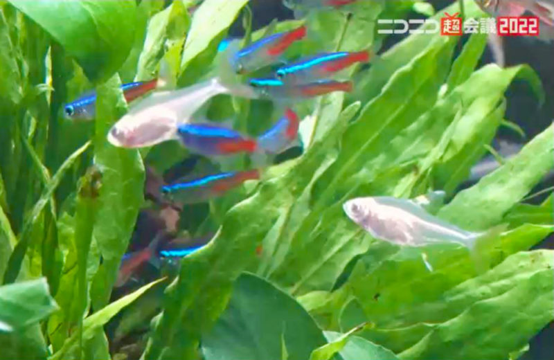 千葉県 ニコニコ超会議様 イベント 60cm淡水魚水槽 短期レンタル事例 水槽画像5
