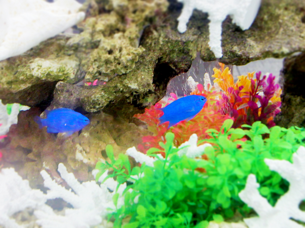 岩陰を泳ぐ青い海水魚とカラフルな人工水草のレイアウト