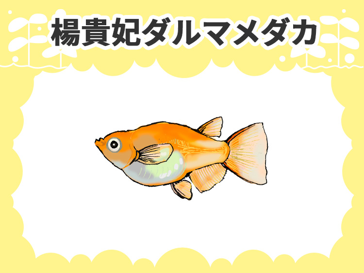 楊貴妃ダルマメダカと書かれたメダカのイラスト画像