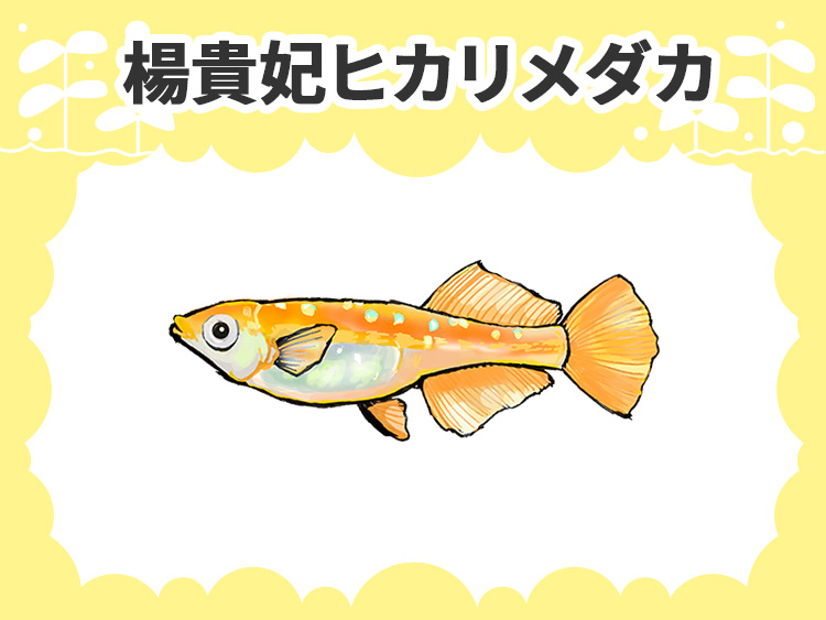 楊貴妃ヒカリメダカの文字とオレンジ色のメダカのイラスト