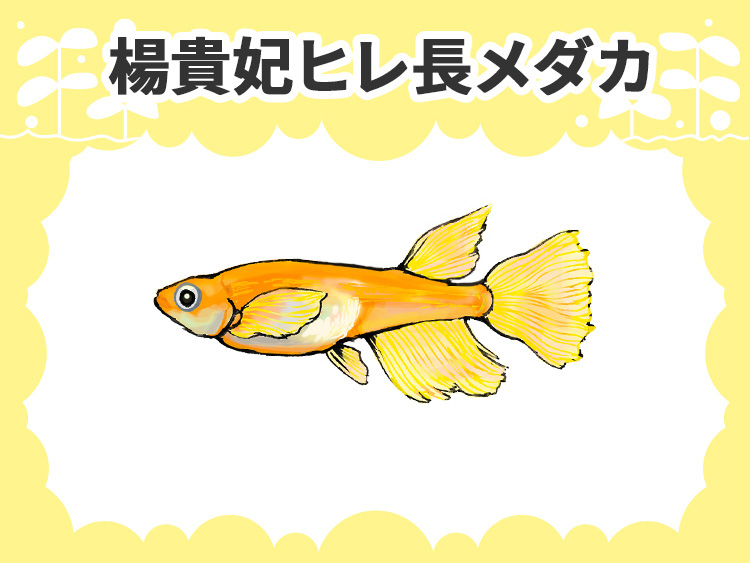 楊貴妃ヒレ長メダカの文字とオレンジ色のメダカのイラスト