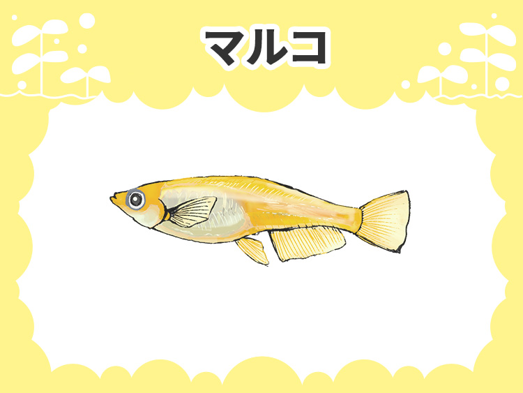 マルコの画像