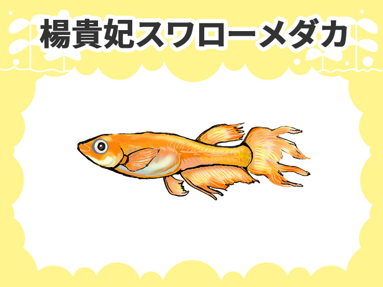 楊貴妃スワローメダカの画像