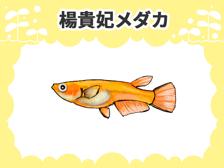 楊貴妃メダカの文字とオレンジ色のメダカのイラスト