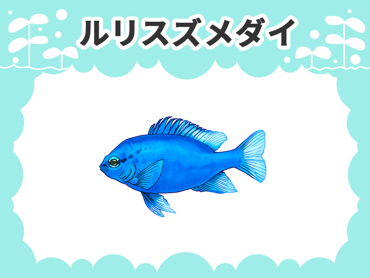 ルリスズメダイのお魚図鑑