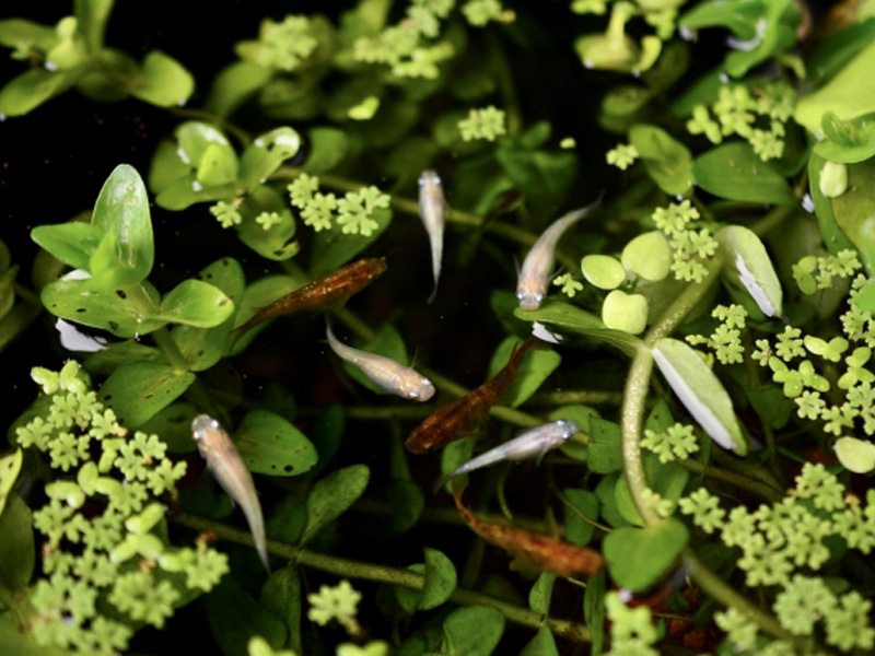 水草が茂る水面を泳ぐ数匹のメダカと浮き草の俯瞰画像