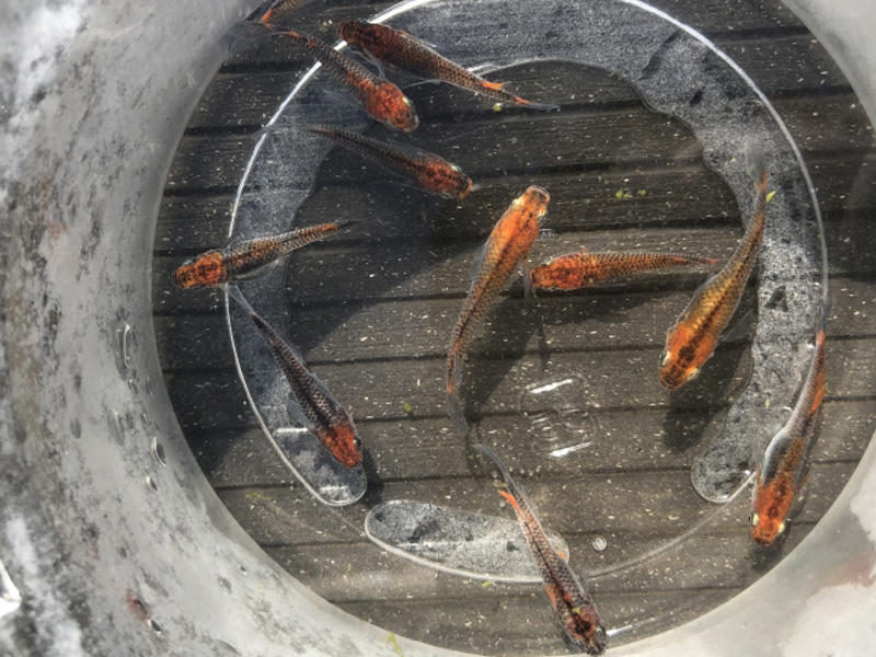 透明な容器の中で泳ぐ複数のメダカを上から見た写真