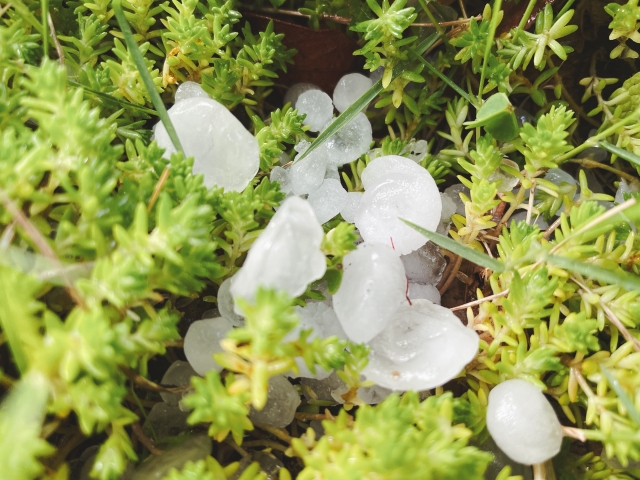 緑色の多肉植物の上に降り積もった白い大きな雹の塊