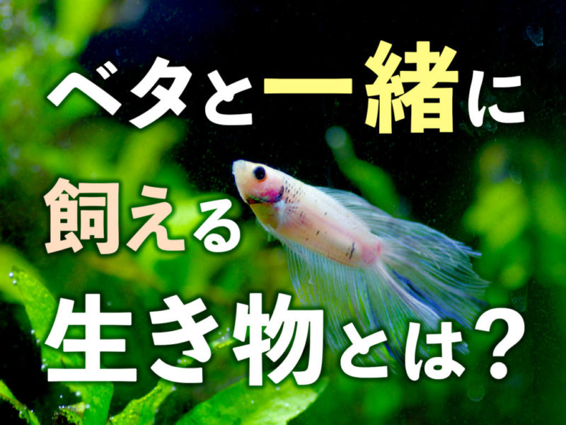 ベタと一緒に飼える生き物とは?の文字とベタの見出し画像