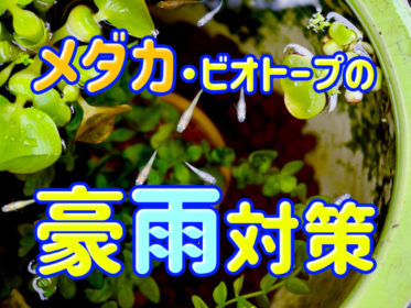 メダカのゲリラ豪雨対策！メダカ鉢・ビオトープを守る3つの方法！