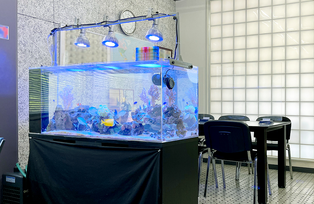 青い照明に照らされた海水魚水槽と室内の会議スペース