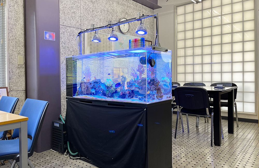 青い照明が灯るオフィス設置の大型海水魚水槽