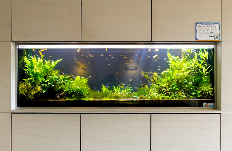 東京都 住宅・マンション様 170cm大型水草水槽 メンテナンス事例 水槽画像1