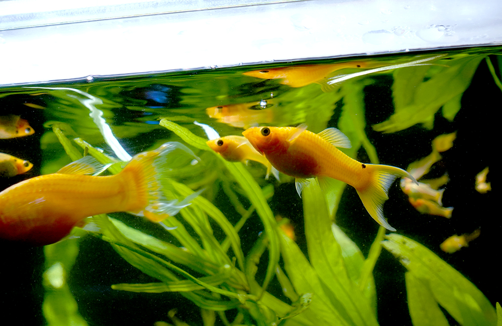 水草の間を泳ぐ黄色い熱帯魚と水面に映る魚の影