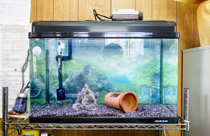 愛知県 企業様 淡水魚水槽 スポットメンテナンス事例 水槽画像2