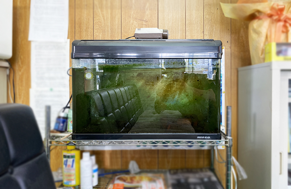 コケで緑色に濁った水槽とスチールラックの設置風景