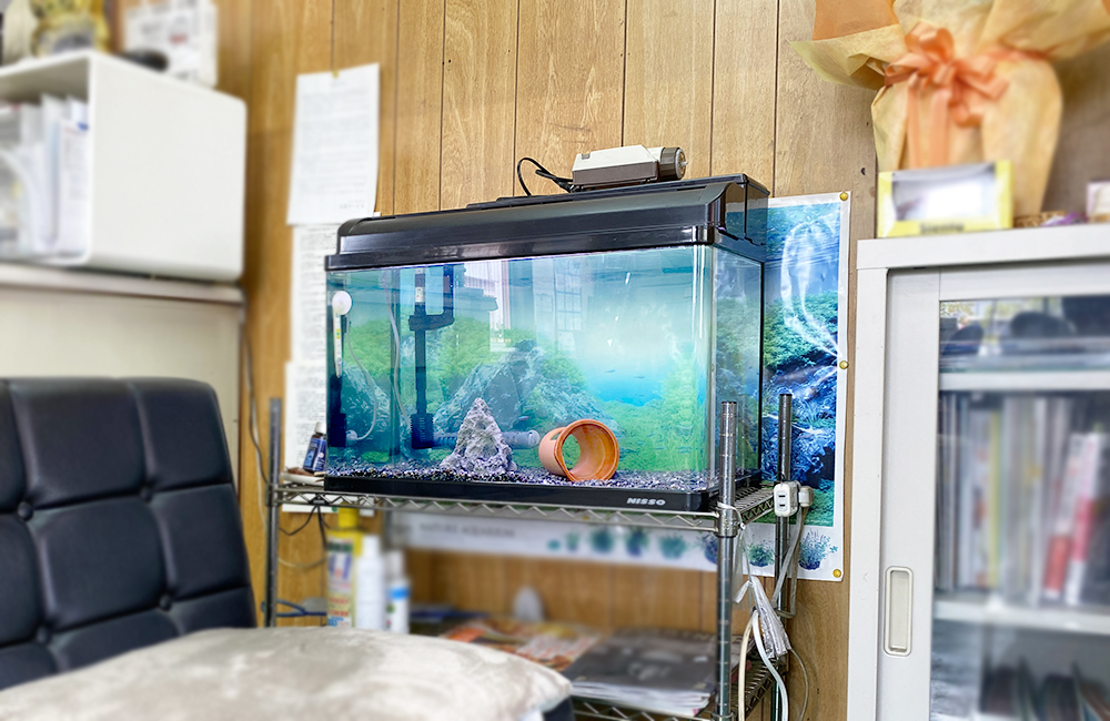 スチールラックに設置された小型魚用の上部式フィルター水槽