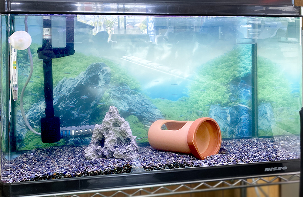岩石と土管を配置した砂利敷きの熱帯魚水槽内観