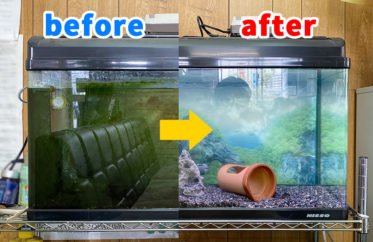 愛知県 企業様 淡水魚水槽 スポットメンテナンス事例