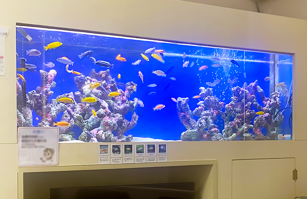 歯科医院で楽しめる、擬岩レイアウトのシクリッド水槽（カラフルなシクリッドが泳ぐ、歯科医院の大型淡水魚水槽）