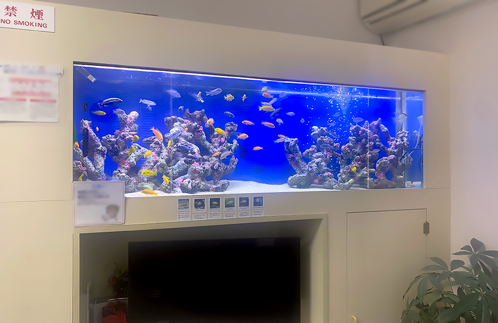 壁埋め込み式の大型海水魚風水槽と泳ぐ熱帯魚たち