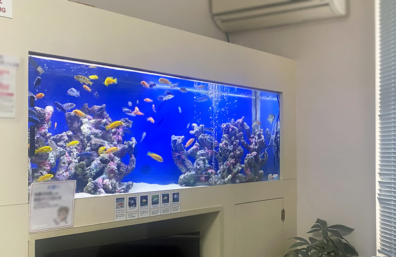 歯科医院 待合室 180cm大型淡水魚水槽 メンテナンス事例 水槽画像4