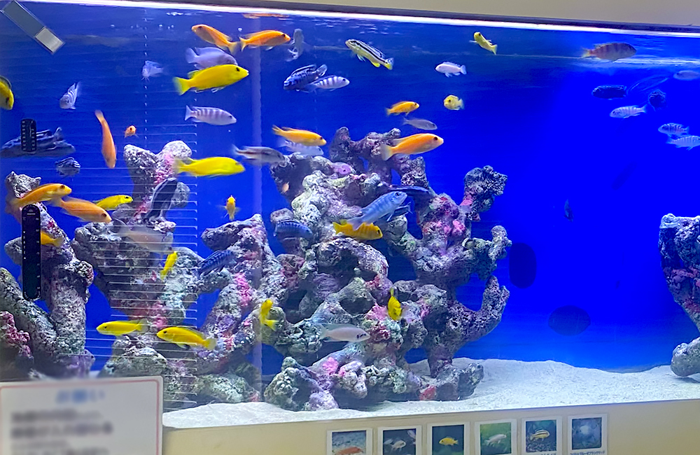 青い背景の水槽で泳ぐ黄色や青の熱帯魚と岩組みのレイアウト