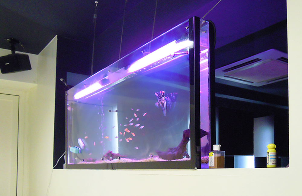 東京都 美容室 140cm大型淡水魚水槽 メンテナンス事例のサムネイル画像
