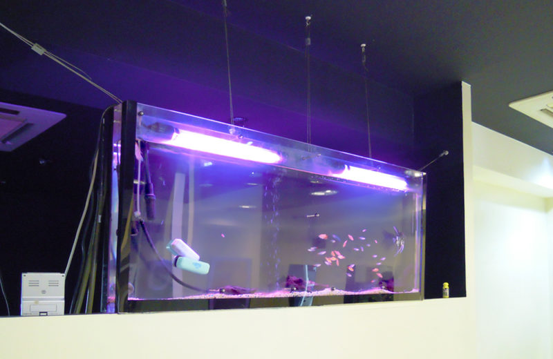 東京都 美容室 140cm大型淡水魚水槽 メンテナンス事例 水槽画像2