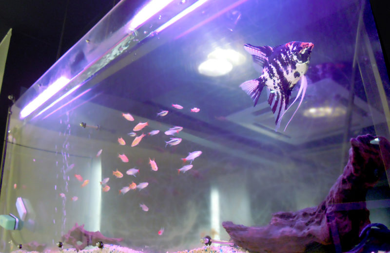 東京都 美容室 140cm大型淡水魚水槽 メンテナンス事例 水槽画像3