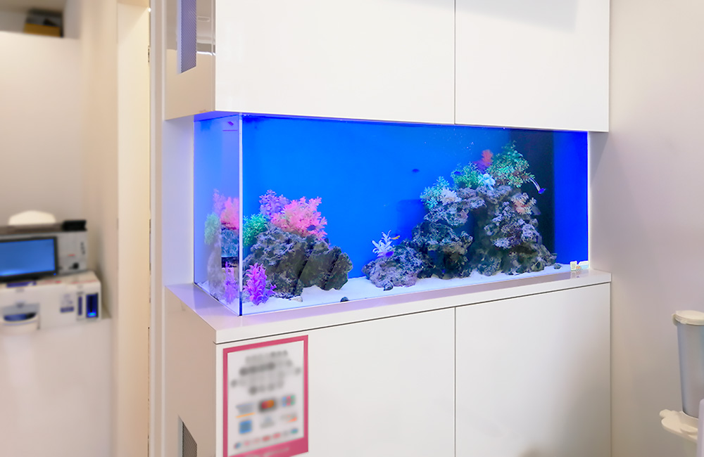白い壁面に埋め込まれた青い背景の大型海水魚水槽