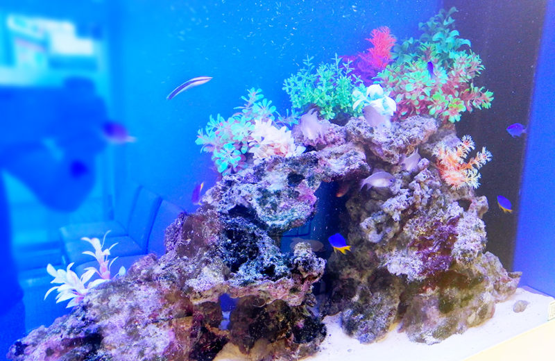 東京都　眼科クリニック様 110cm海水魚水槽 リース事例 水槽画像４