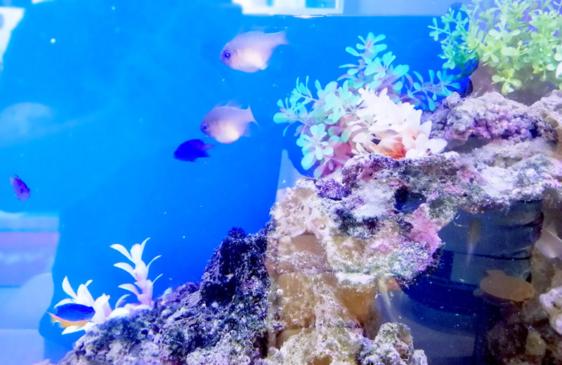 東京都　眼科クリニック様 110cm海水魚水槽 リース事例 水槽画像３