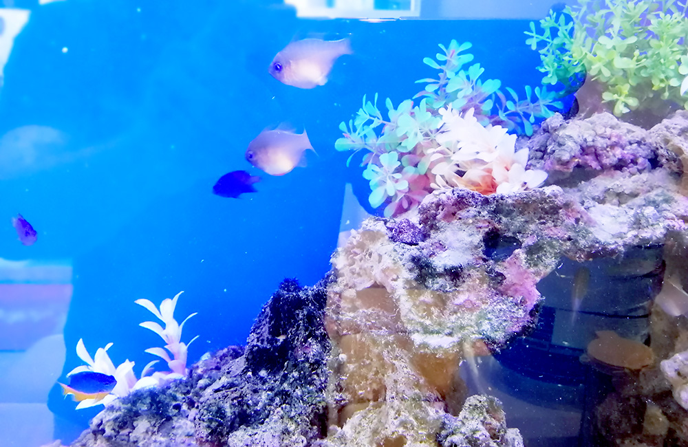 青い背景の水槽内を泳ぐ海水魚とライブロックのレイアウト