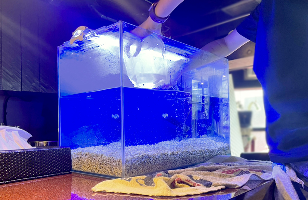青い照明の水槽へ袋に入った魚を放流する作業風景