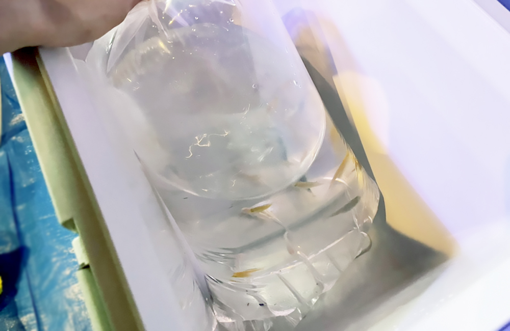 クーラーボックス内の袋に入ったメダカのパッキング袋