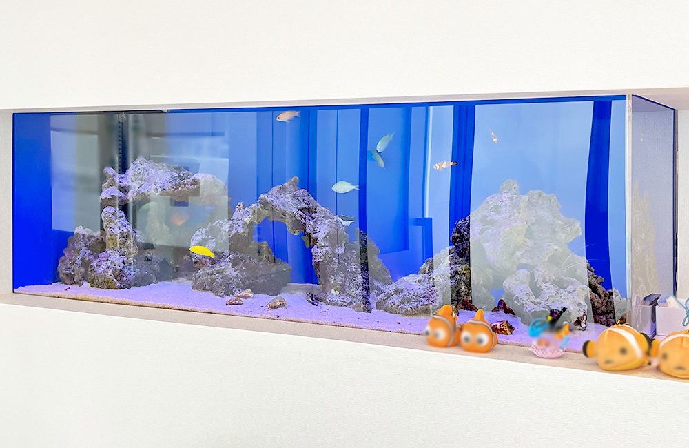 青い背景の海水魚水槽と岩のレイアウトと熱帯魚の群れ