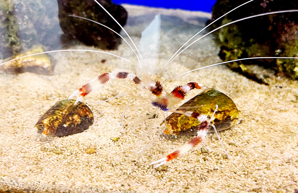 砂底でハサミを広げる紅白模様のオトヒメエビの仲間