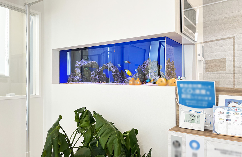 壁に埋め込まれた青い背景の海水魚水槽と観葉植物